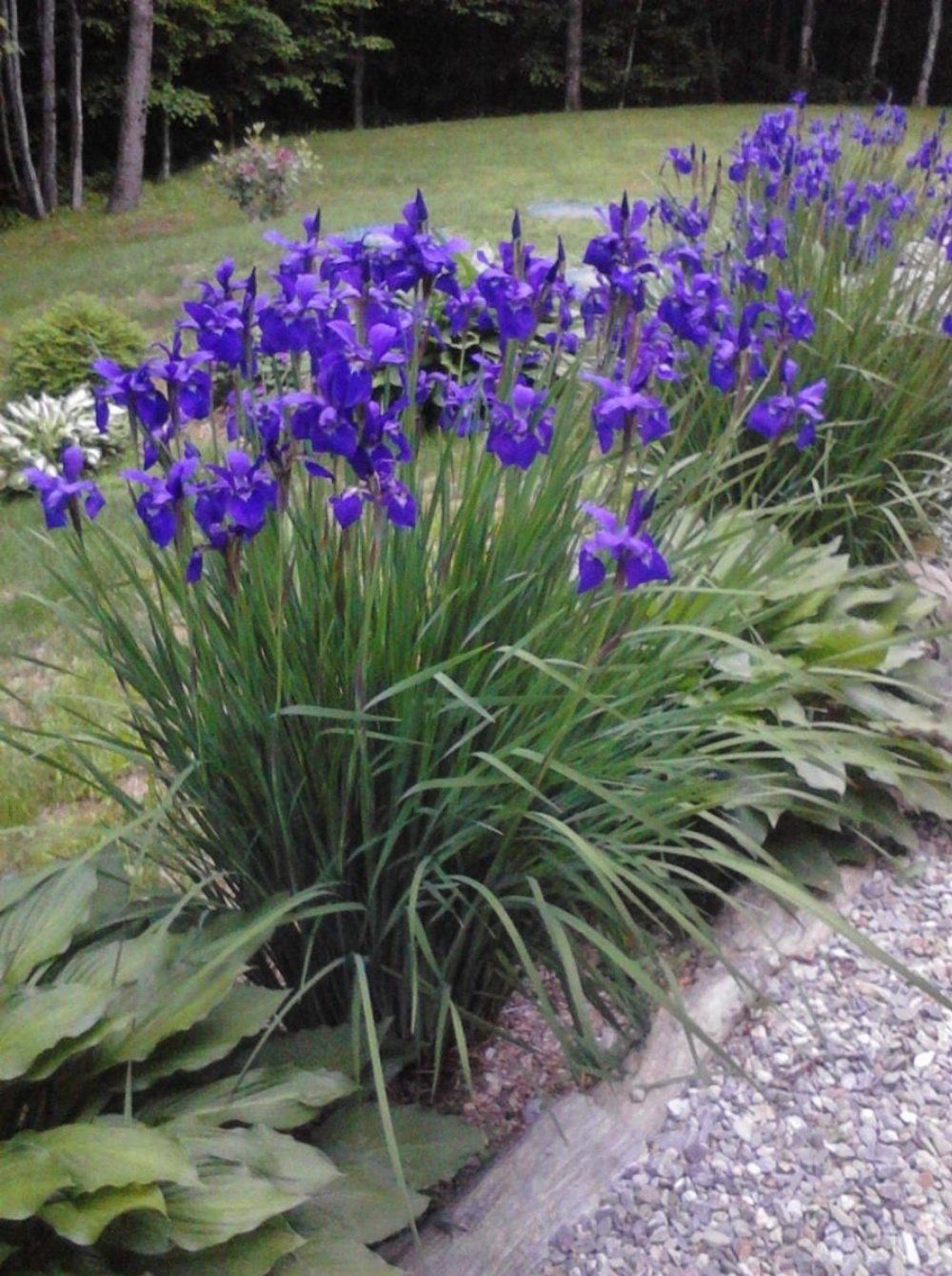 Blueberry Fields Bed & Breakfast Image 29