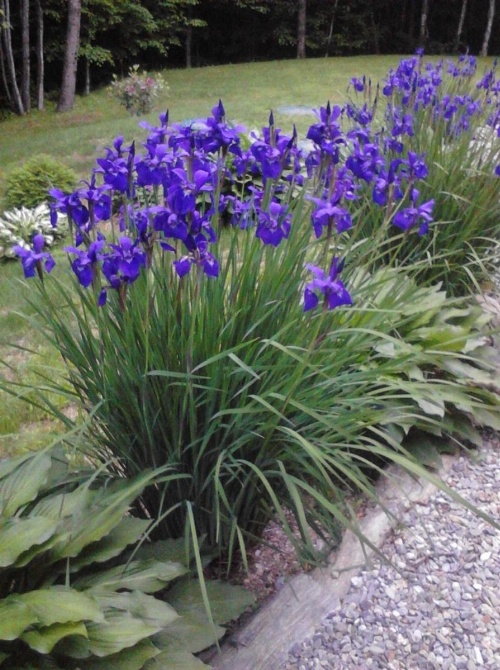 Blueberry Fields Bed & Breakfast image 29